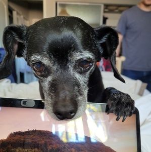 Meet your Posher, Josh